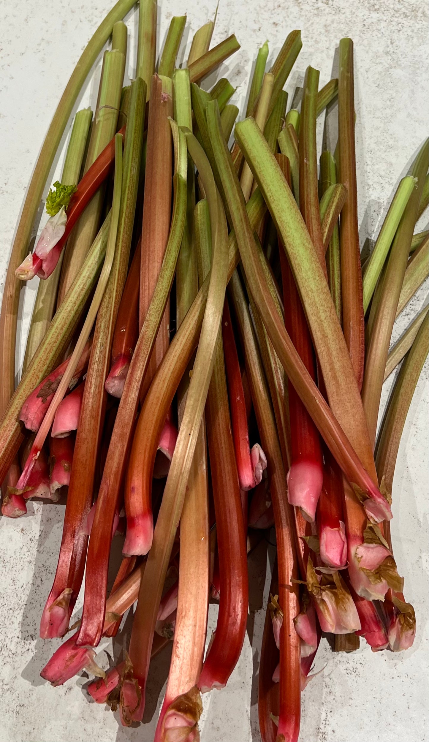 May 26 | All Things Rhubarb