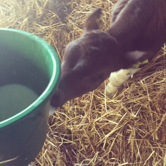Cleo the Calf