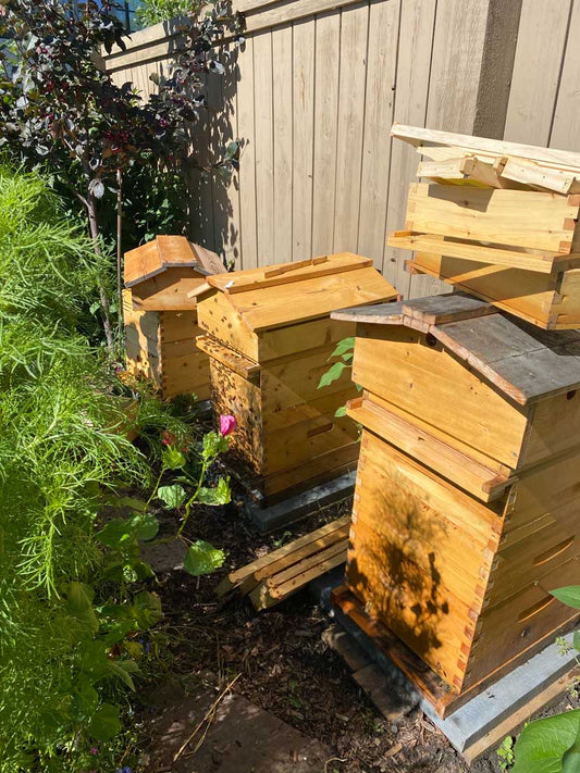 Awn Kitchen’s Urban Honey Bees