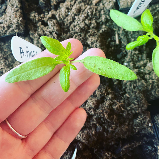 March 21 | Seed Starting, Compost + Fridge Forage Class