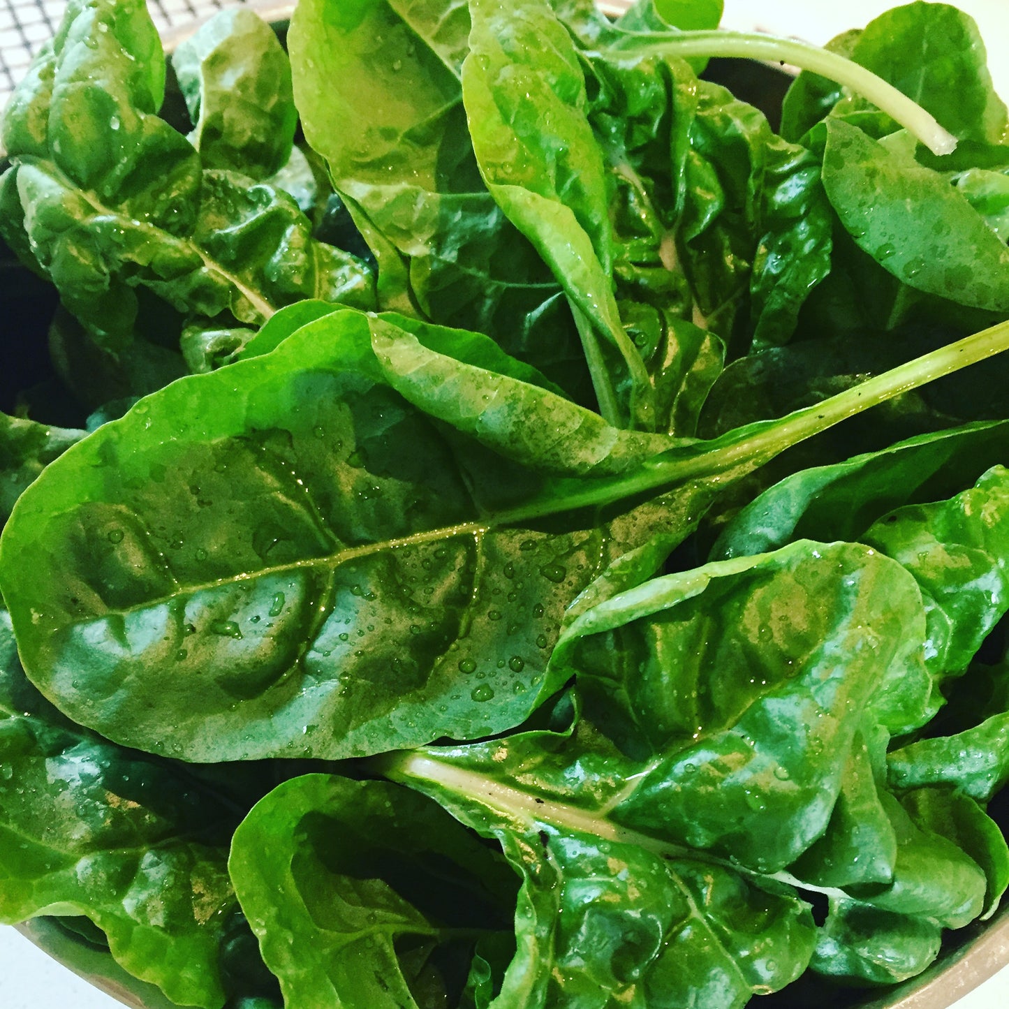 June 17 | All Things Spinach