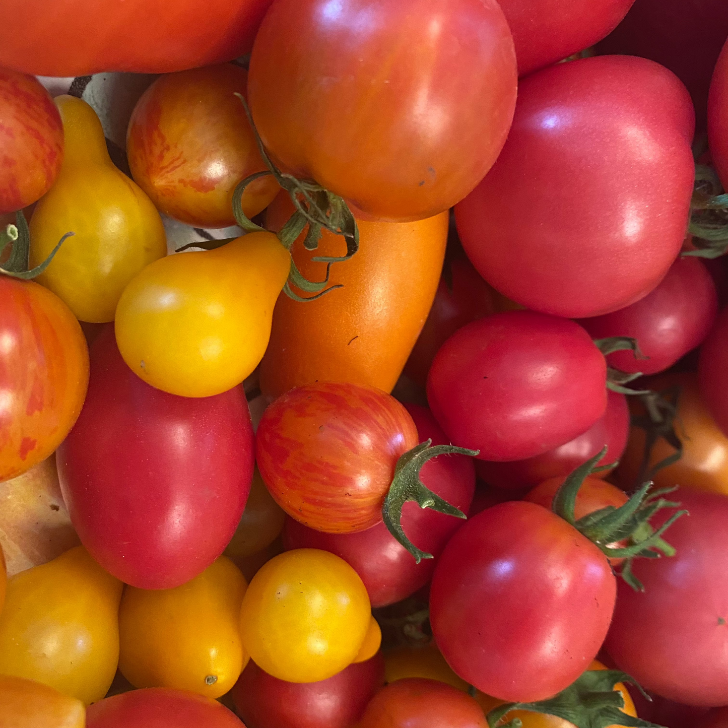 September 10 | All Things Tomatoes